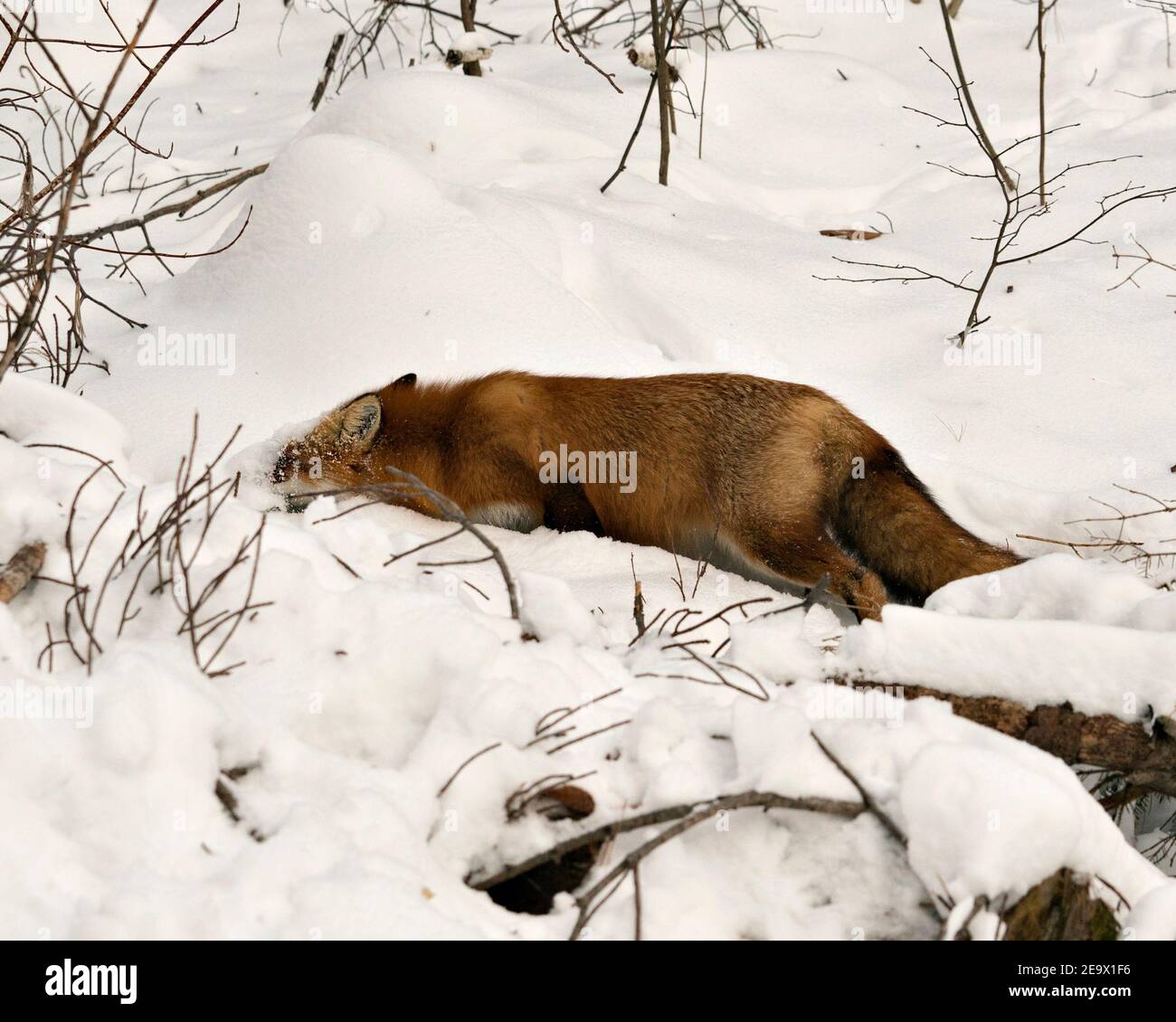 Red fox cleaning body in snow in the winter season in its environment