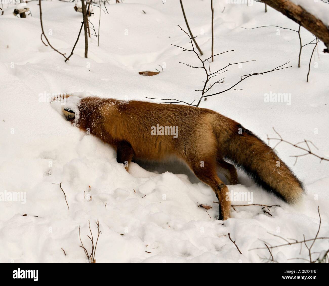 Red fox cleaning body in snow in the winter season in its environment