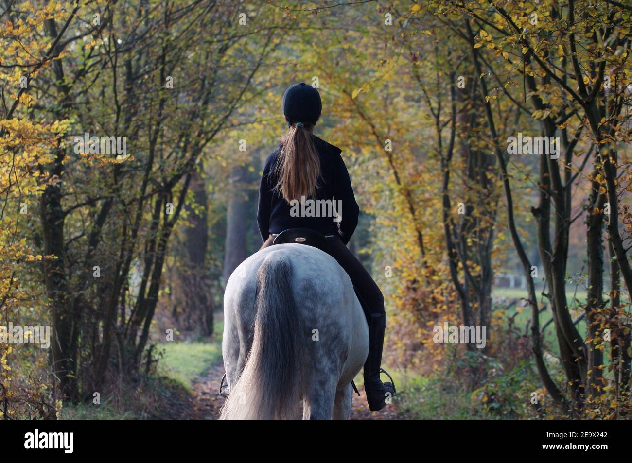 girl riding a horse, hacking out in autumn forest Stock Photo
