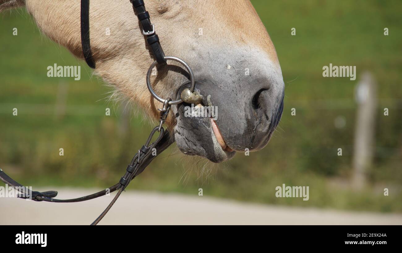 Foaming at the mouth hires stock photography and images Alamy