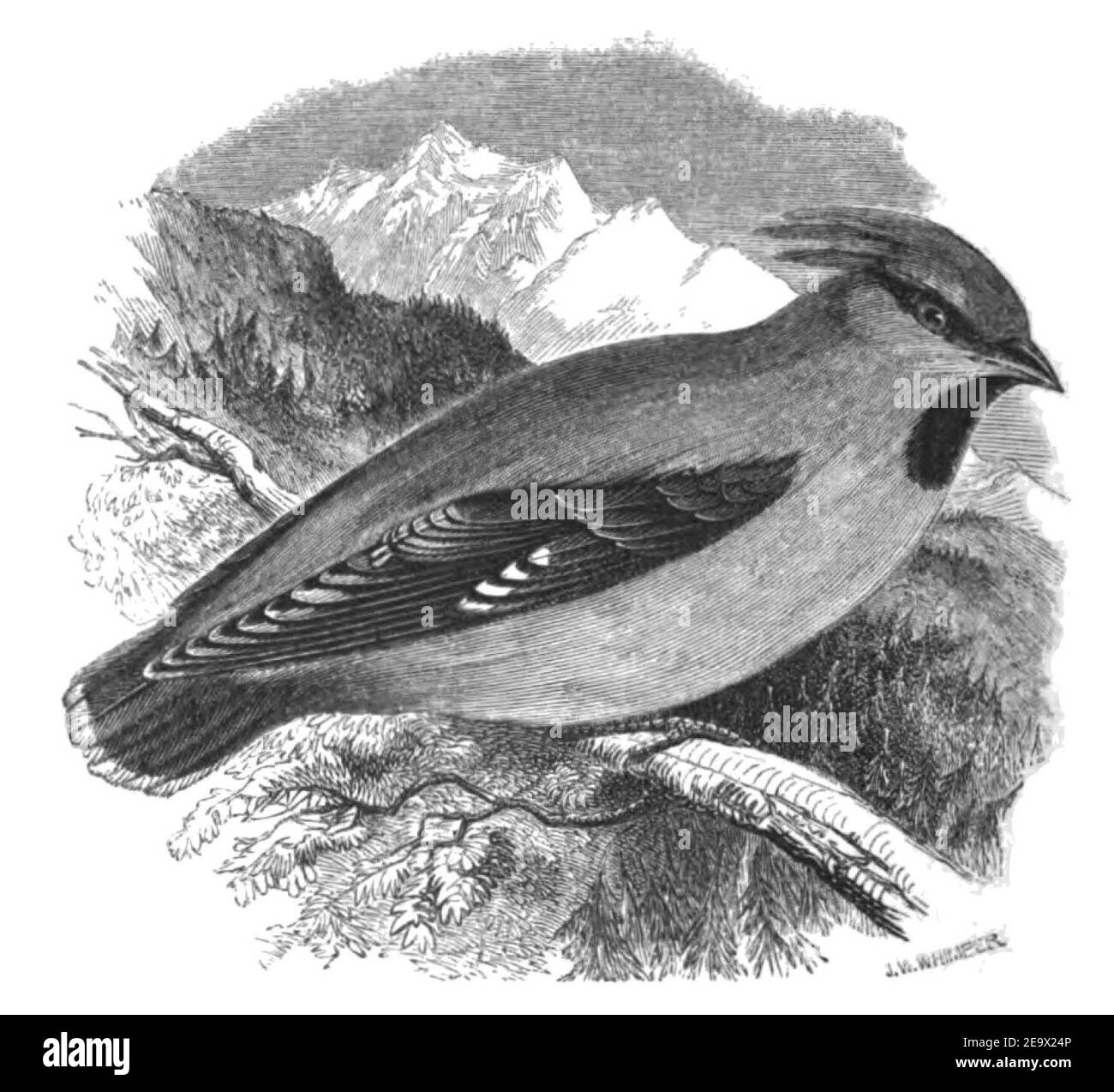 Natural History, Birds - Chatterer. Stock Photo