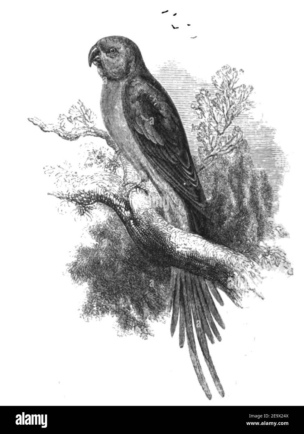 Natural History, Birds - Alexandrine. Stock Photo