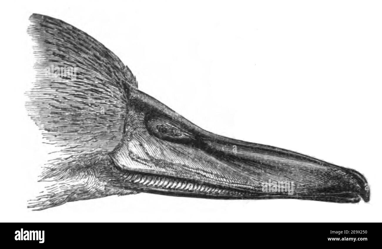 Natural History, Birds - Duck beak. Stock Photo