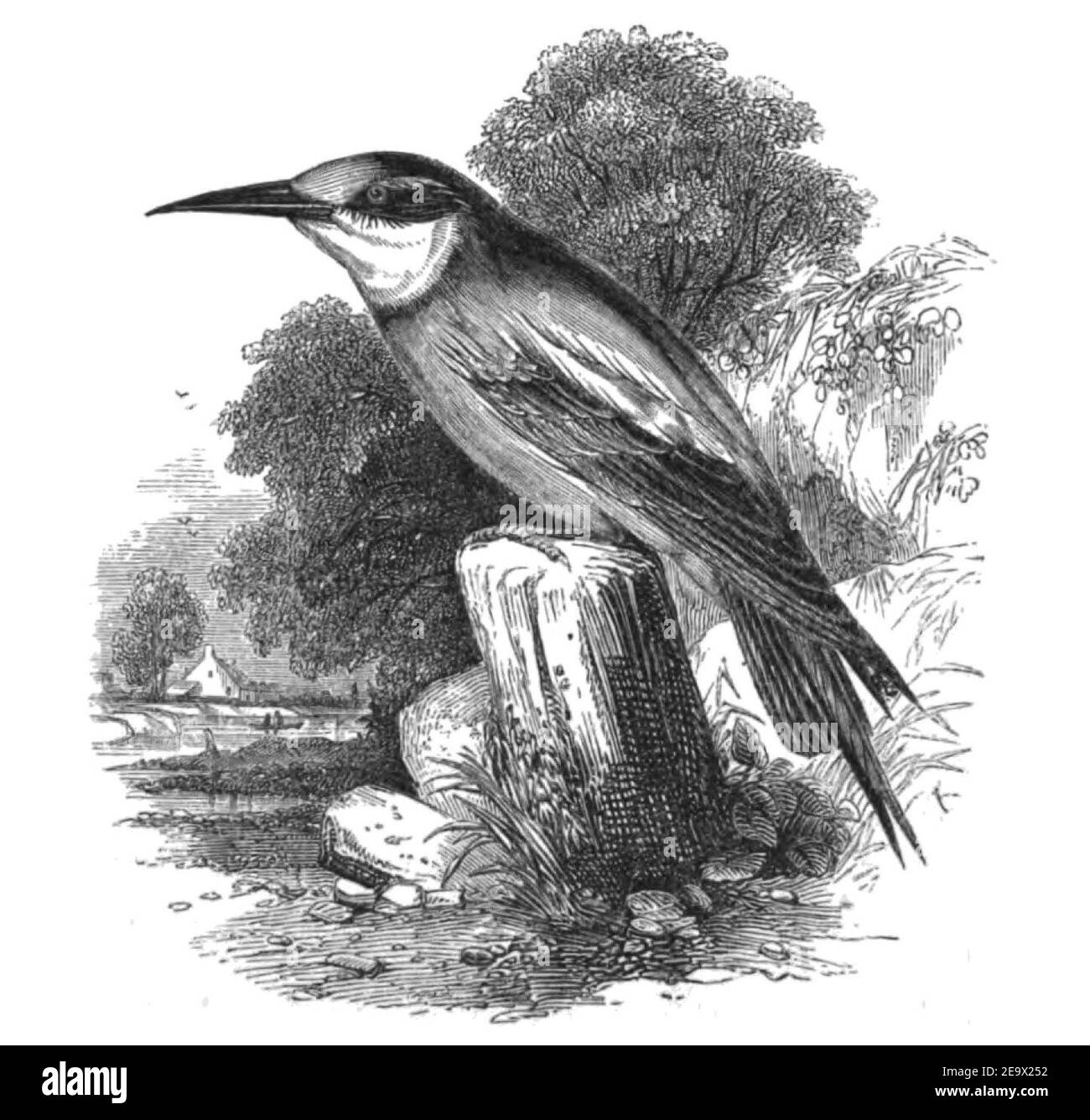 Natural History, Birds - Bee-eater. Stock Photo