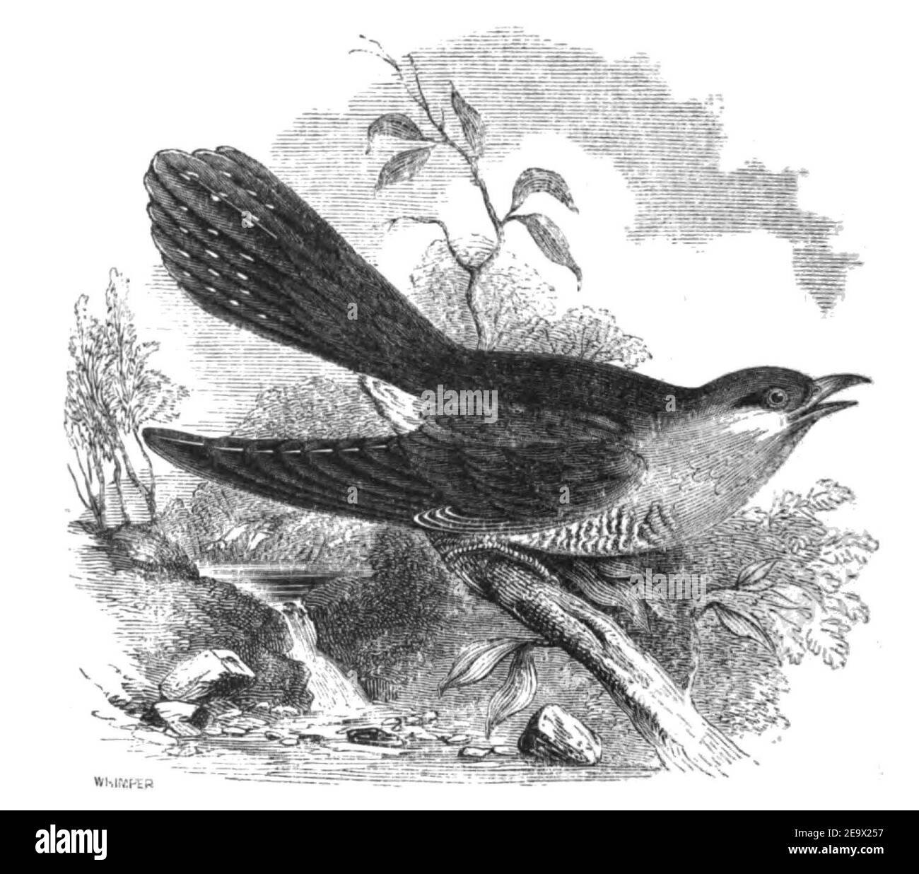 Natural History, Birds - Cuckoo. Stock Photo