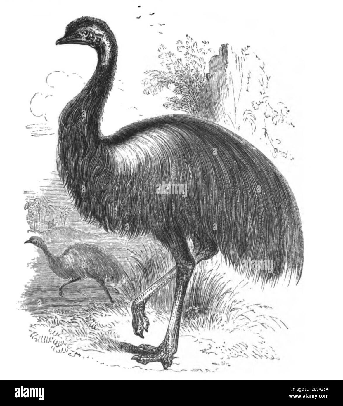 Natural History, Birds - Emu. Stock Photo