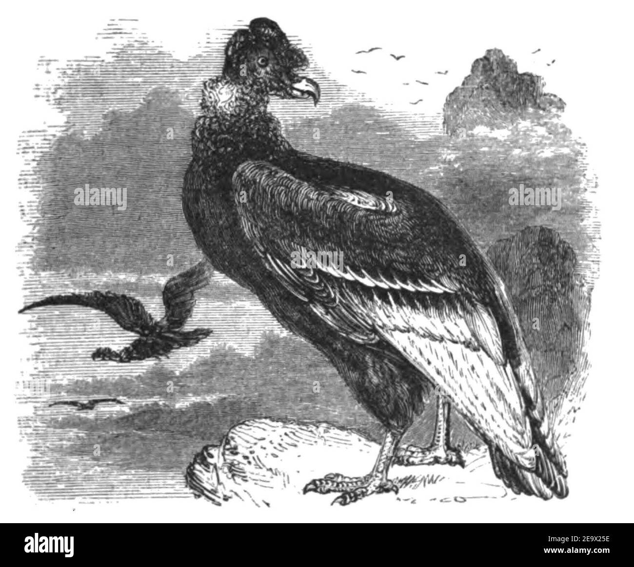 Natural History, Birds - Condor. Stock Photo
