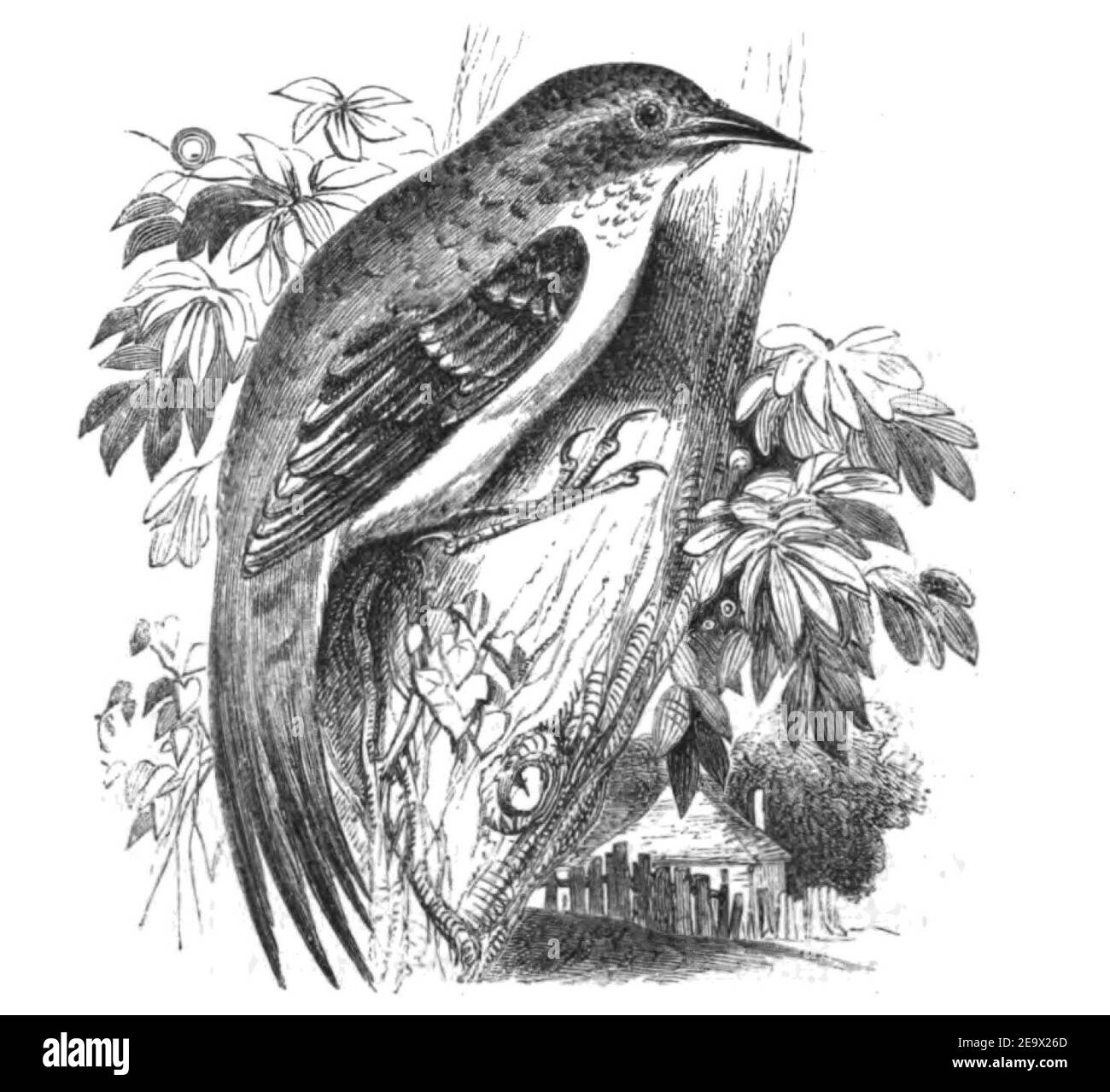 Natural History, Birds - Creeper. Stock Photo