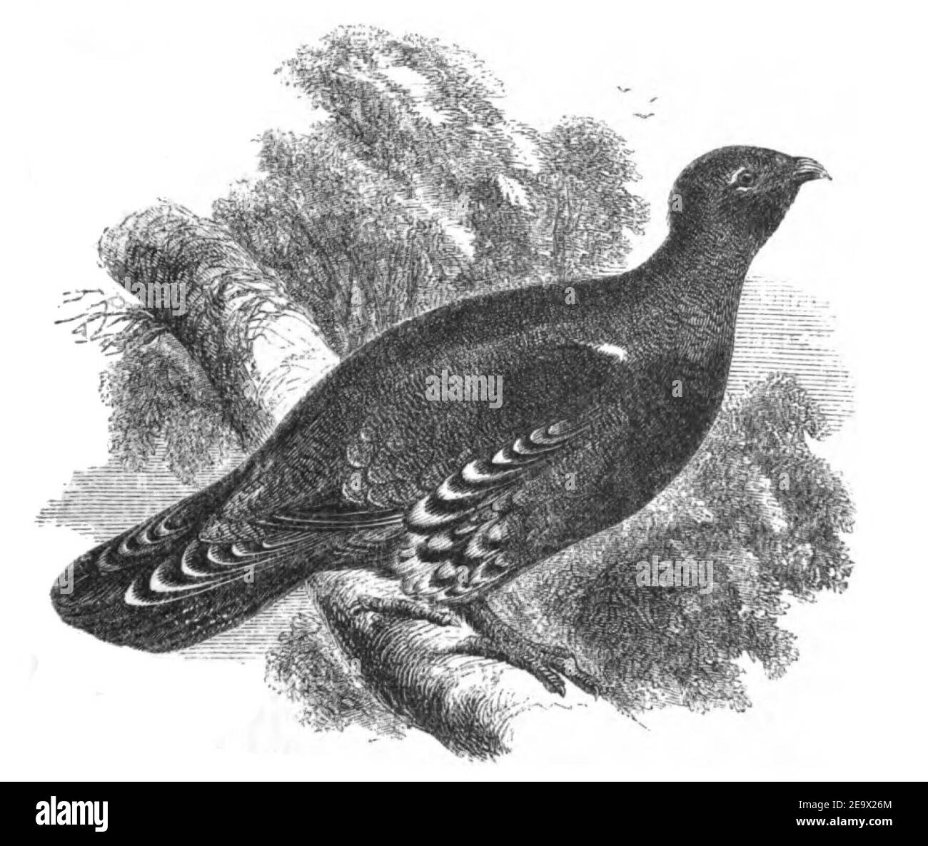 Natural History, Birds - Capercailzie. Stock Photo