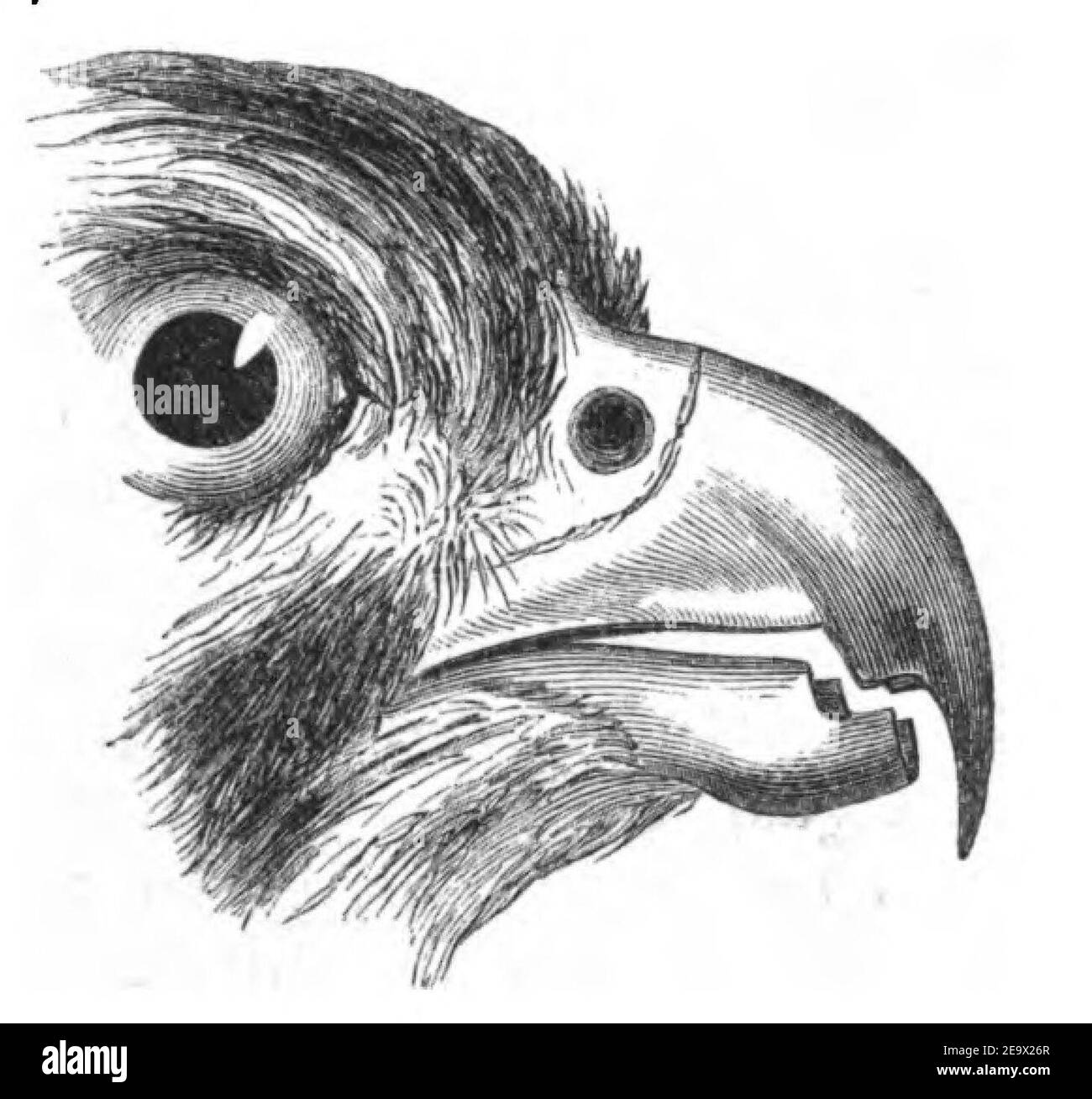 Natural History, Birds - Falcon beak. Stock Photo