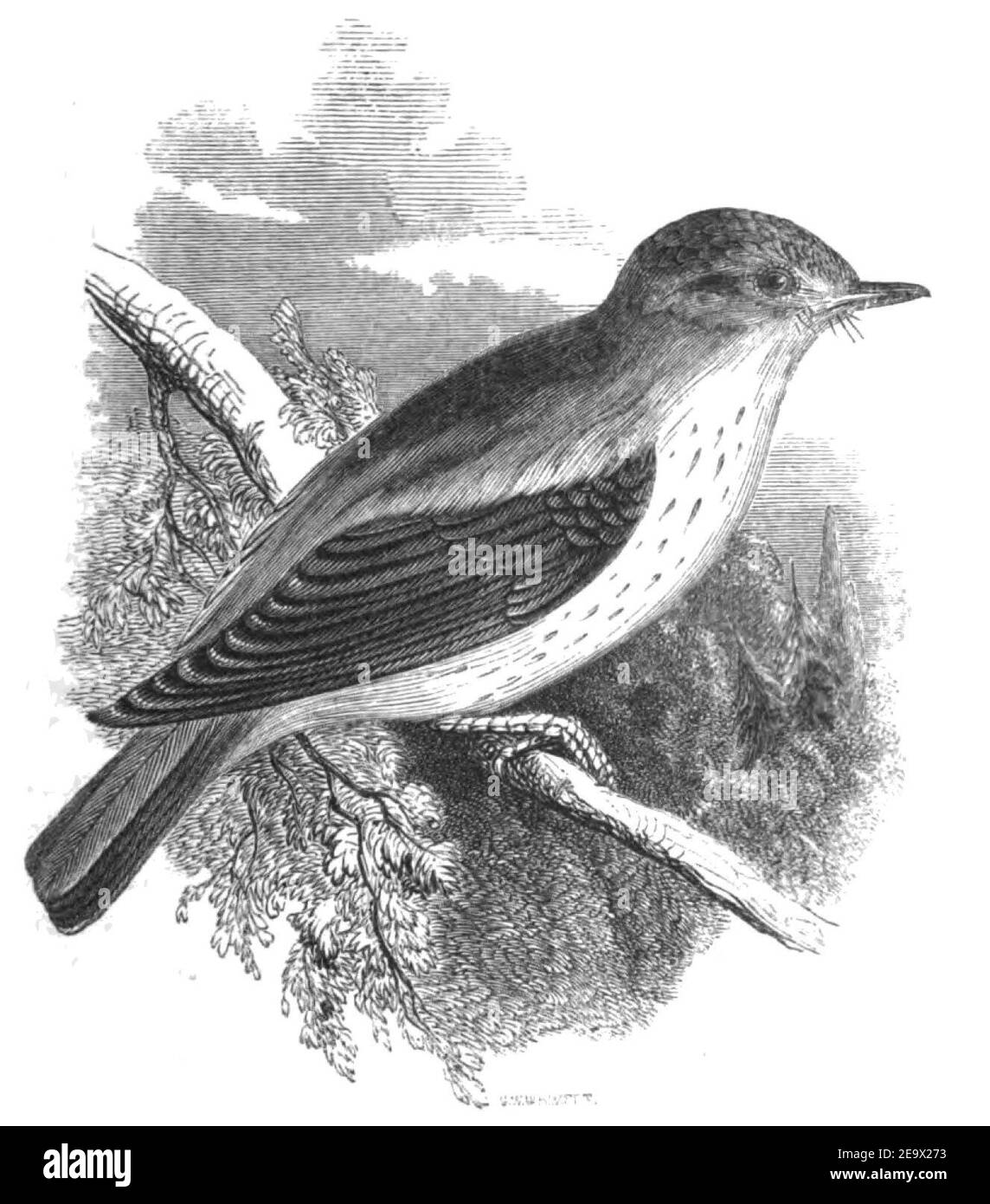 Natural History, Birds - Flycatcher. Stock Photo