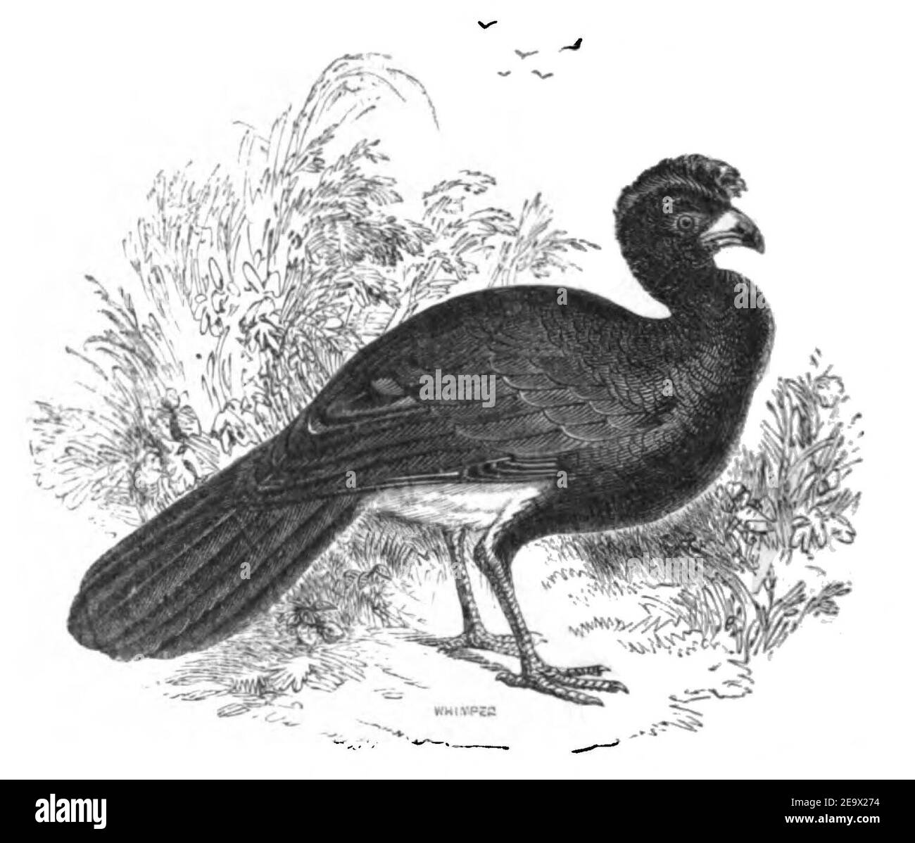 Natural History, Birds - Curassow. Stock Photo