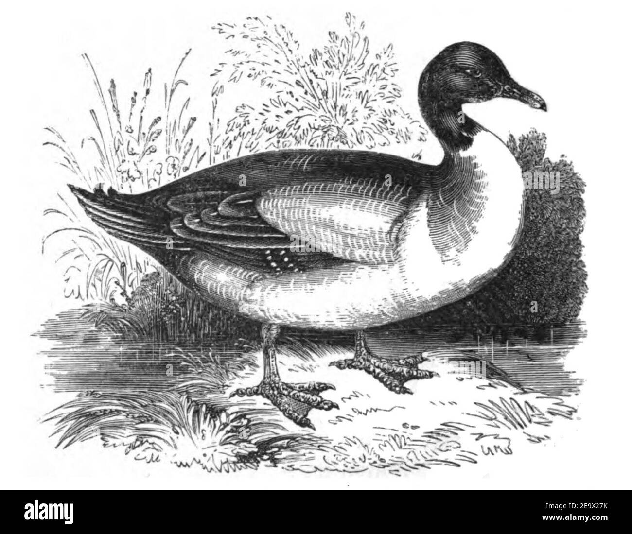 Natural History, Birds - Duck. Stock Photo