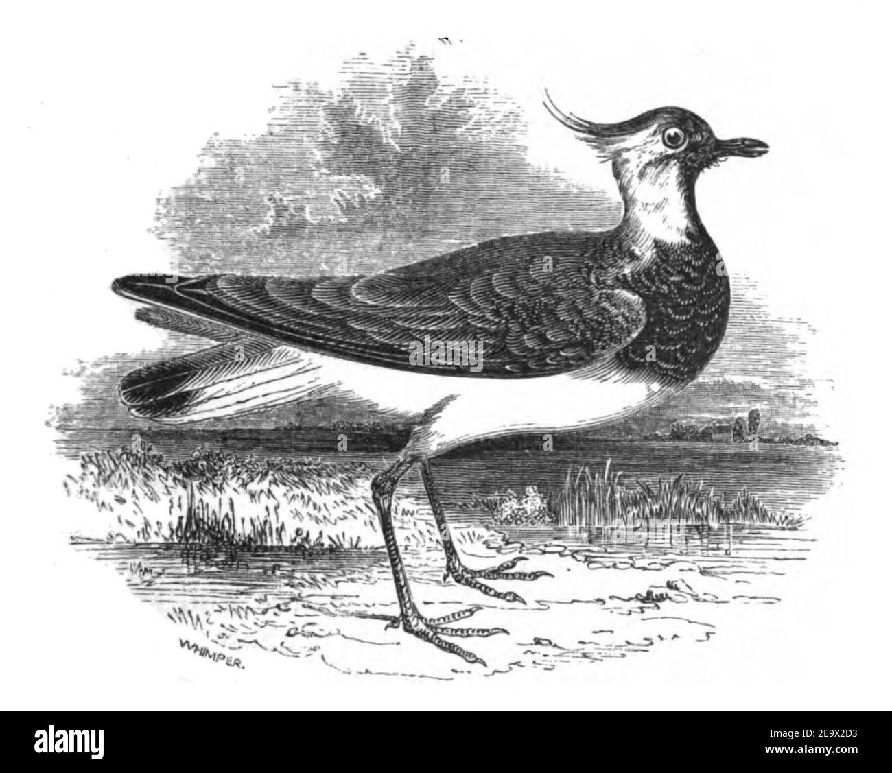 Natural History, Birds - Lapwing. Stock Photo