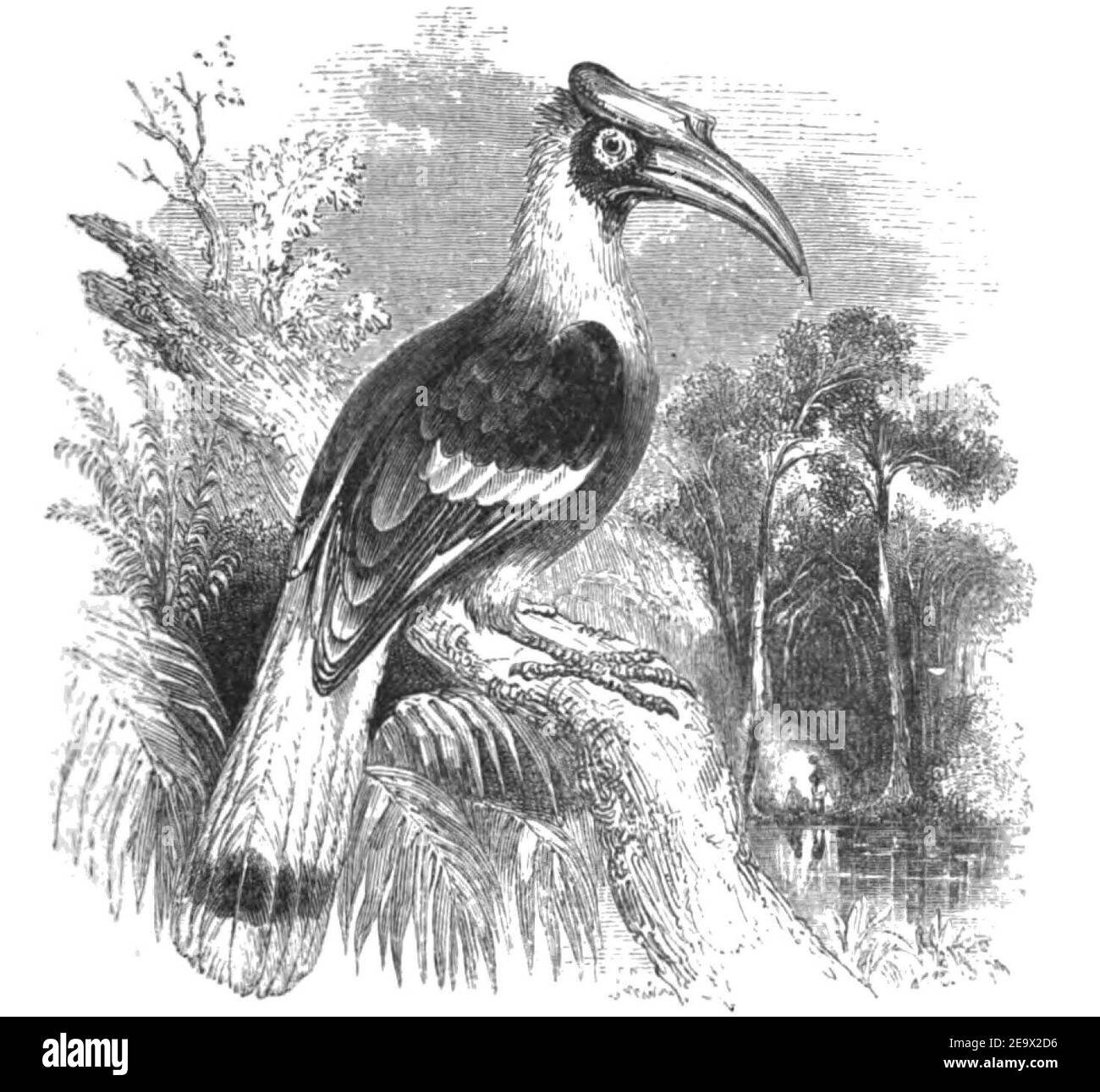 Natural History, Birds - Hornbill. Stock Photo