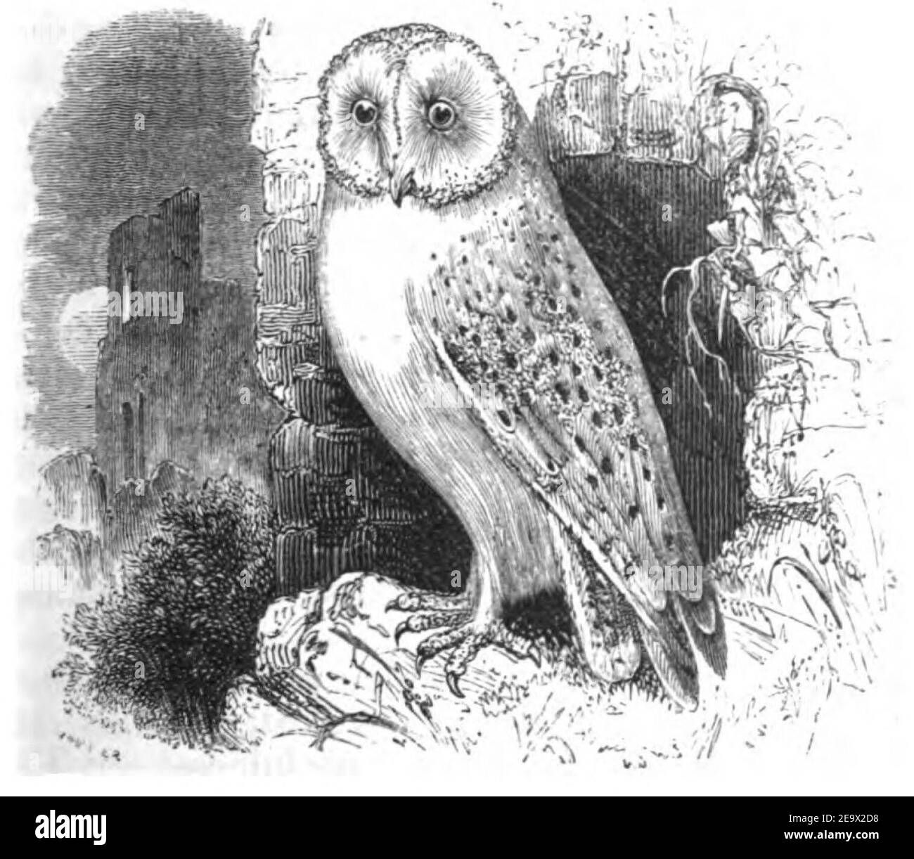 Natural History, Birds - Screech Owl. Stock Photo