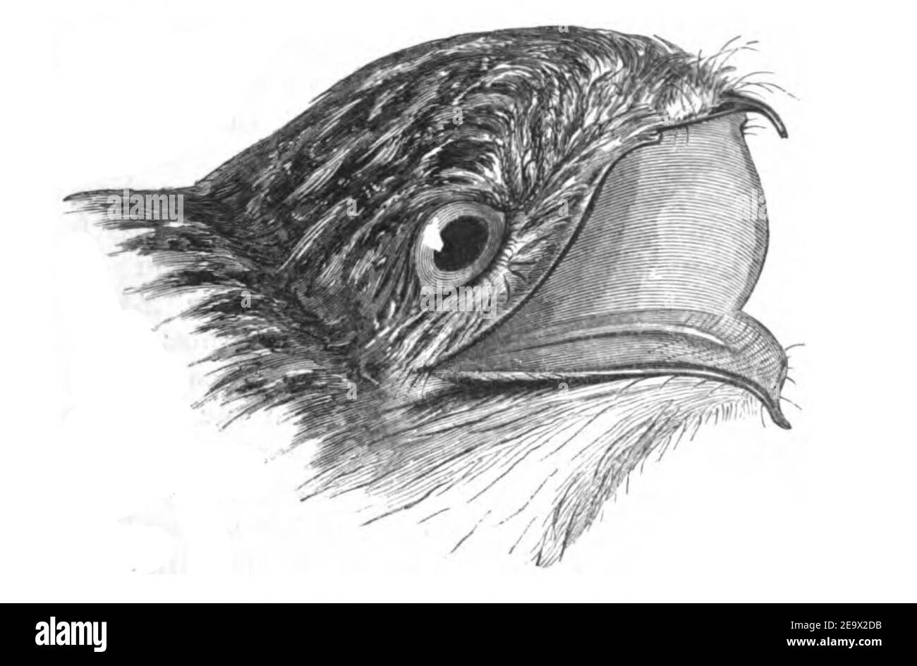 Natural History, Birds - Nyctibius jamaicensis. Stock Photo