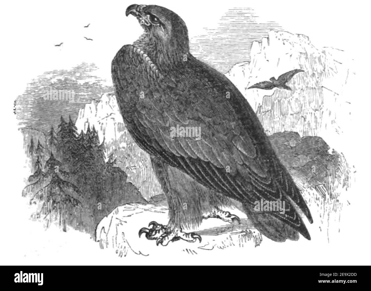 Natural History, Birds - Golden Eagle. Stock Photo