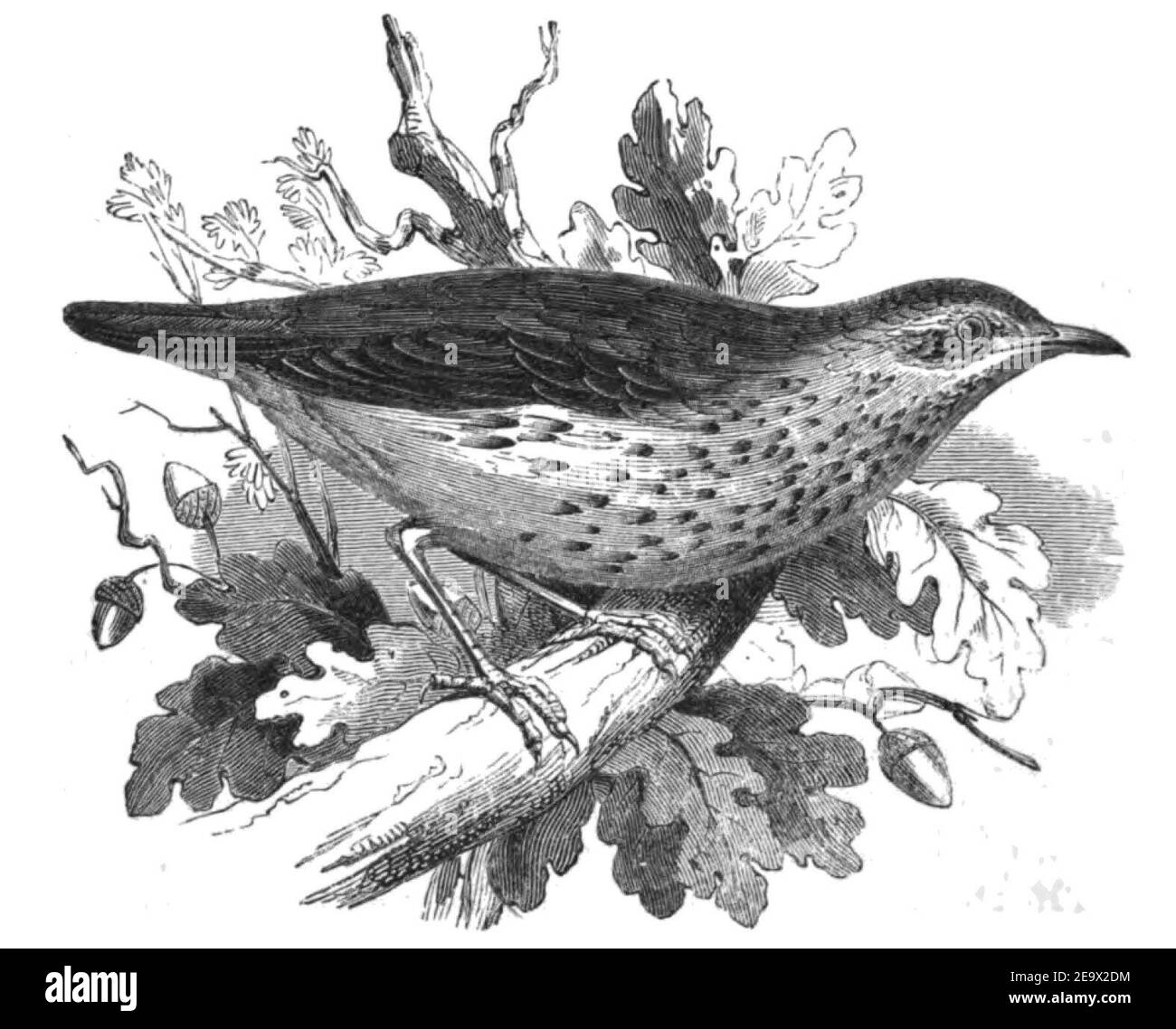 Natural History, Birds - Thrush. Stock Photo