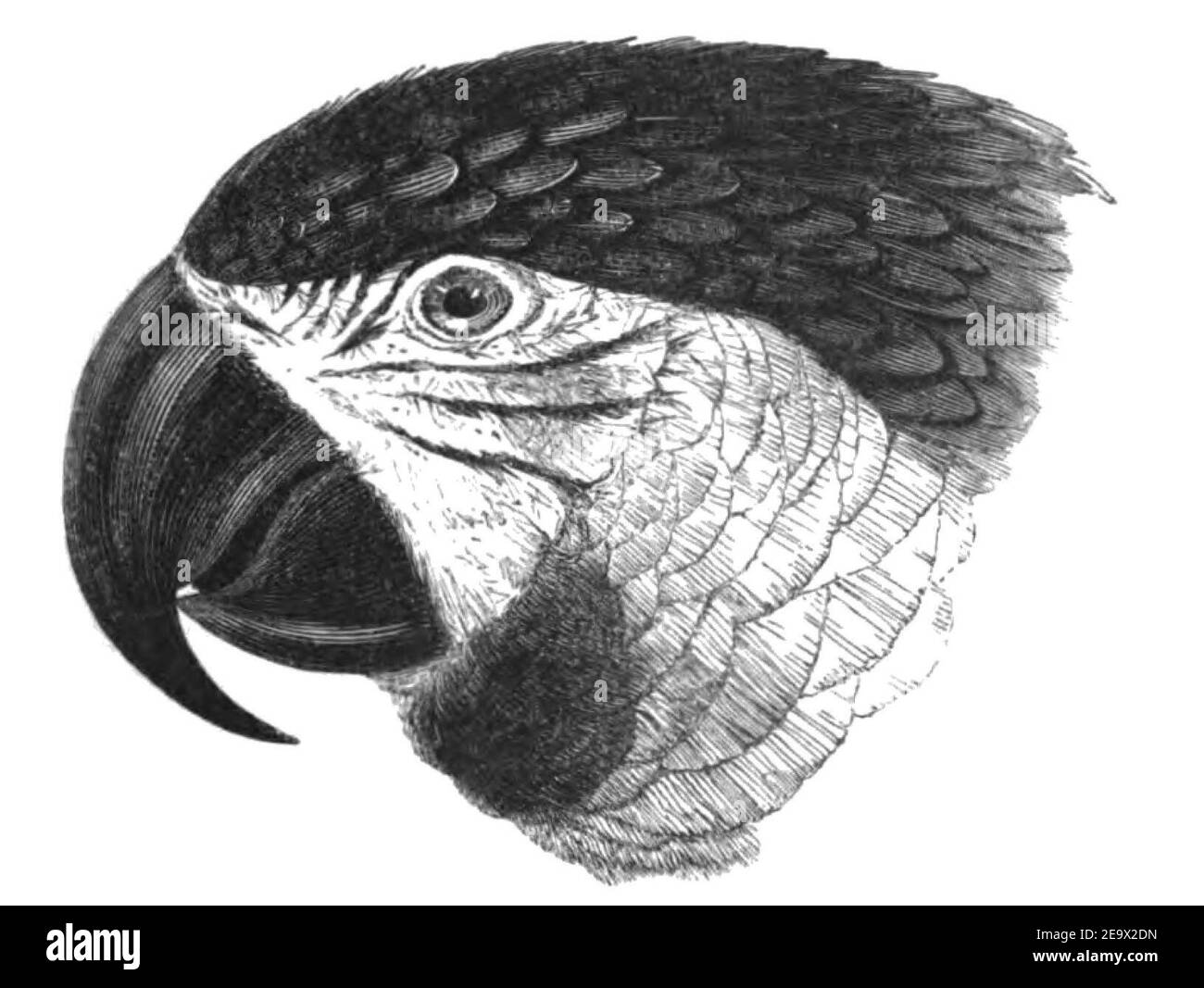 Natural History, Birds - Macaw head. Stock Photo