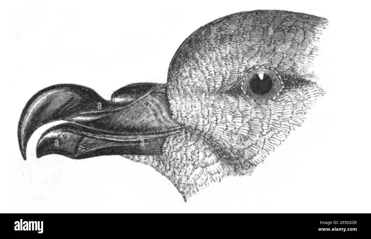 Natural History, Birds - Petrel beak. Stock Photo