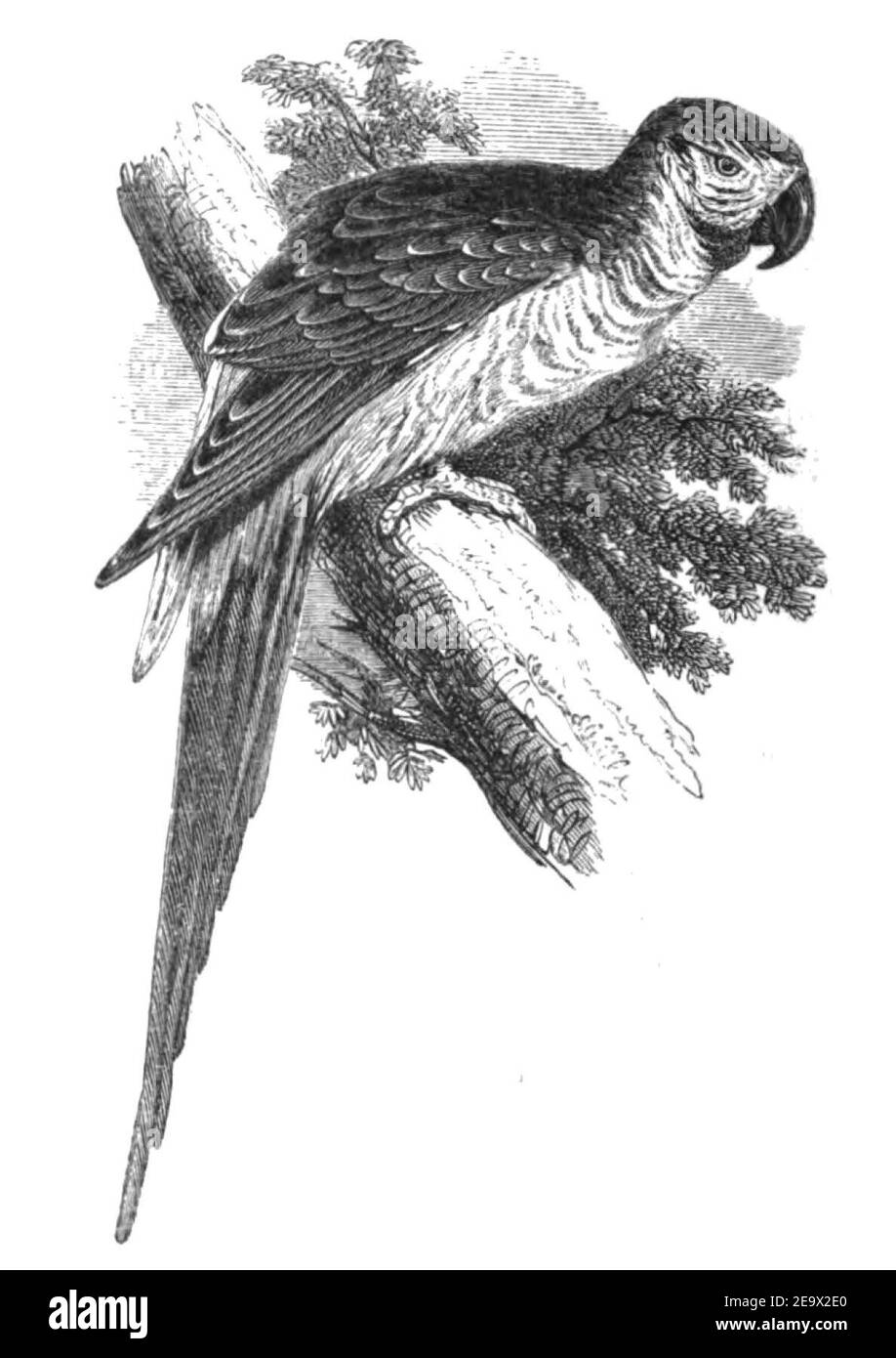 Natural History, Birds - Macaw. Stock Photo