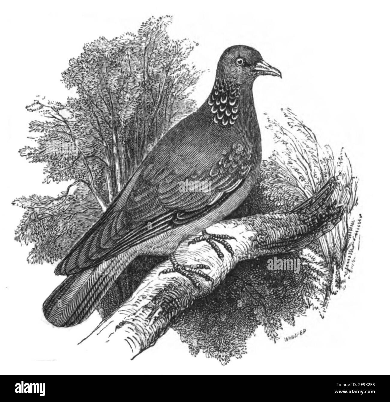 Natural History, Birds - Wood-pigeon. Stock Photo