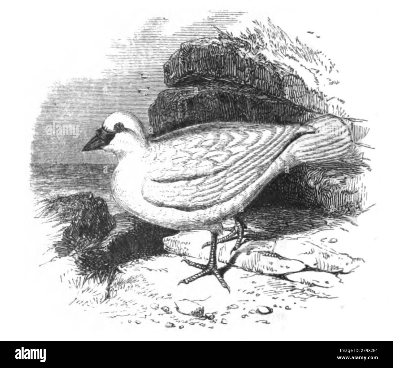 Natural History, Birds - Sheath-bill. Stock Photo