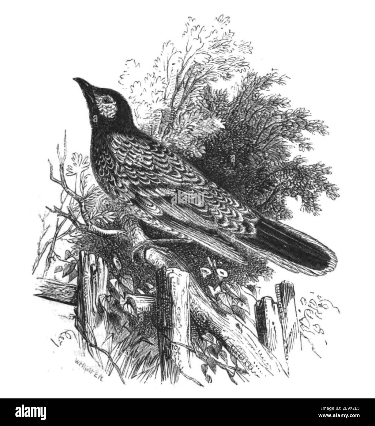 Natural History, Birds - Honey-eater. Stock Photo