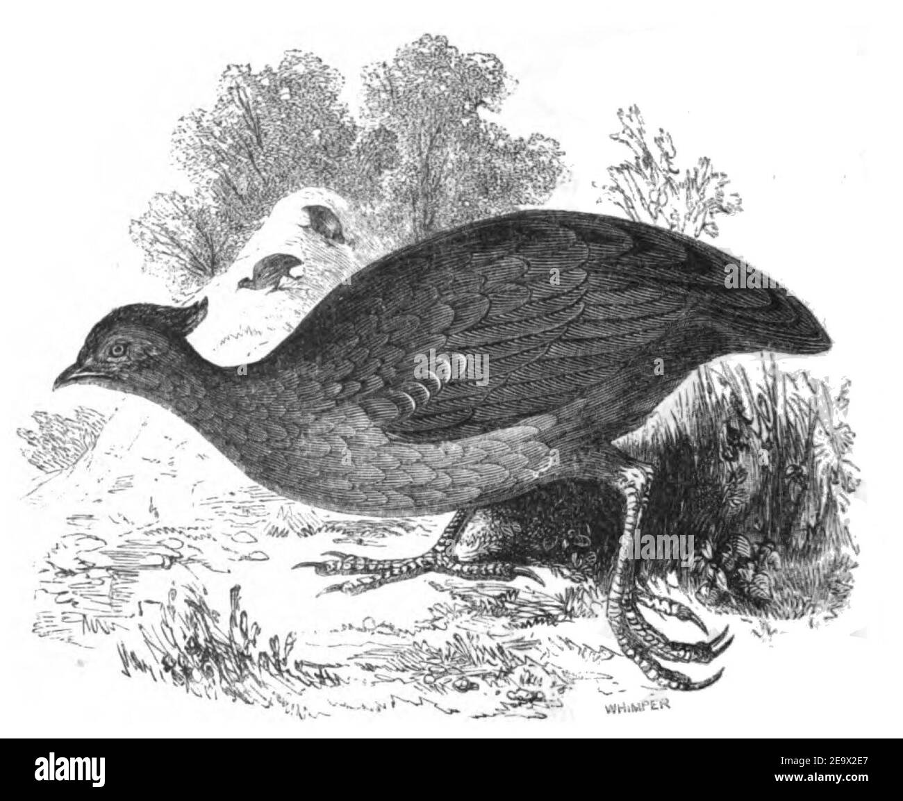 Natural History, Birds - Megapodius. Stock Photo