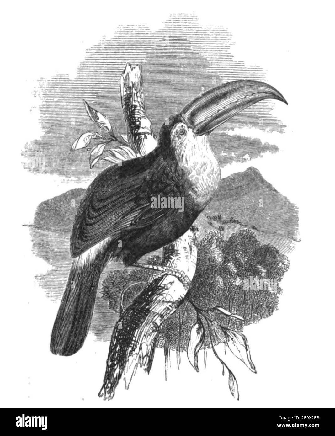 Natural History, Birds - Toucan. Stock Photo