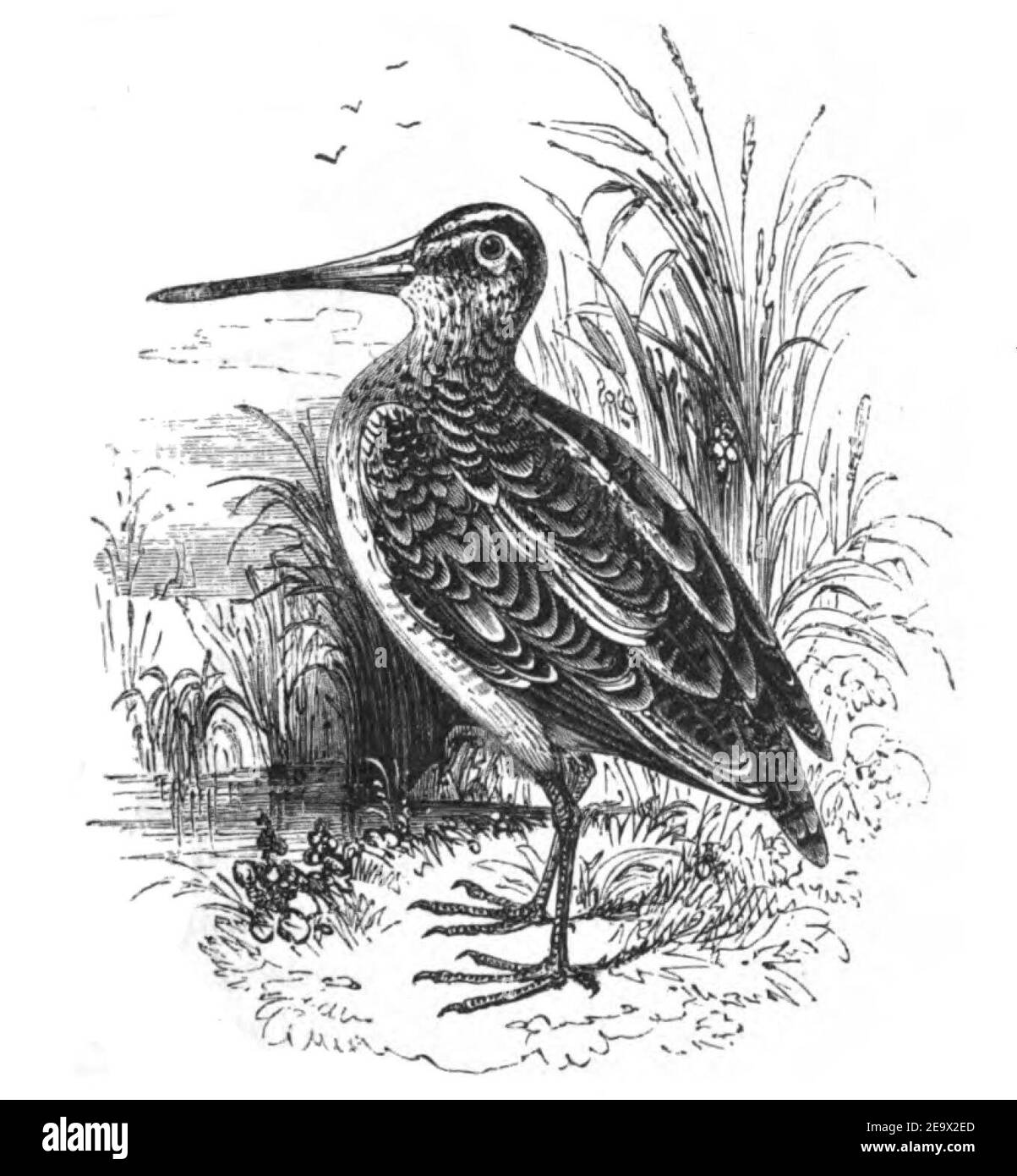 Natural History, Birds - Snipe. Stock Photo