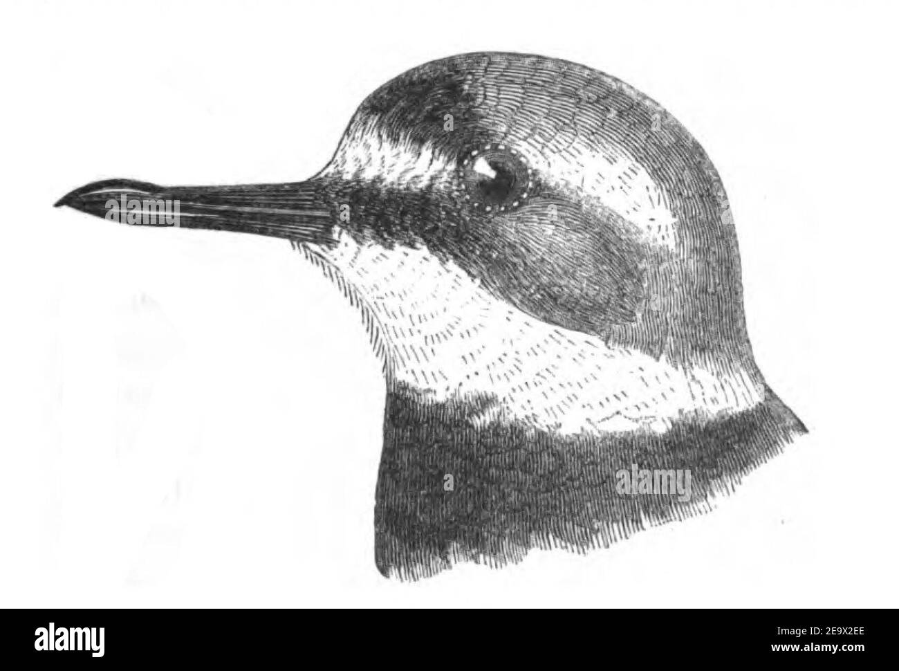 Natural History, Birds - Plover head. Stock Photo