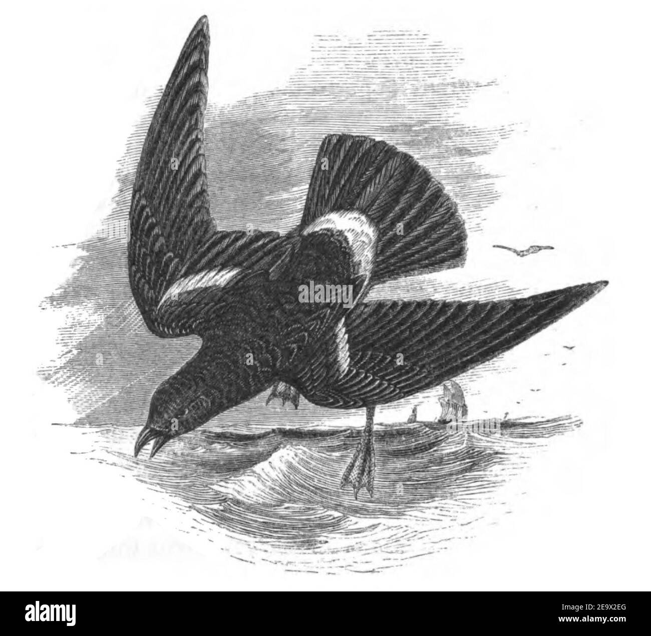 Natural History, Birds - Wilson's Petrel. Stock Photo