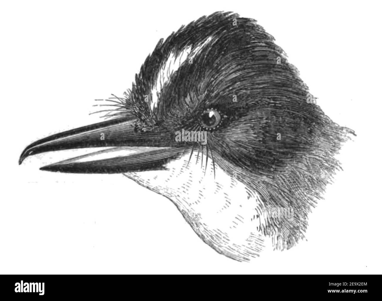 Natural History, Birds - Tyrannus. Stock Photo