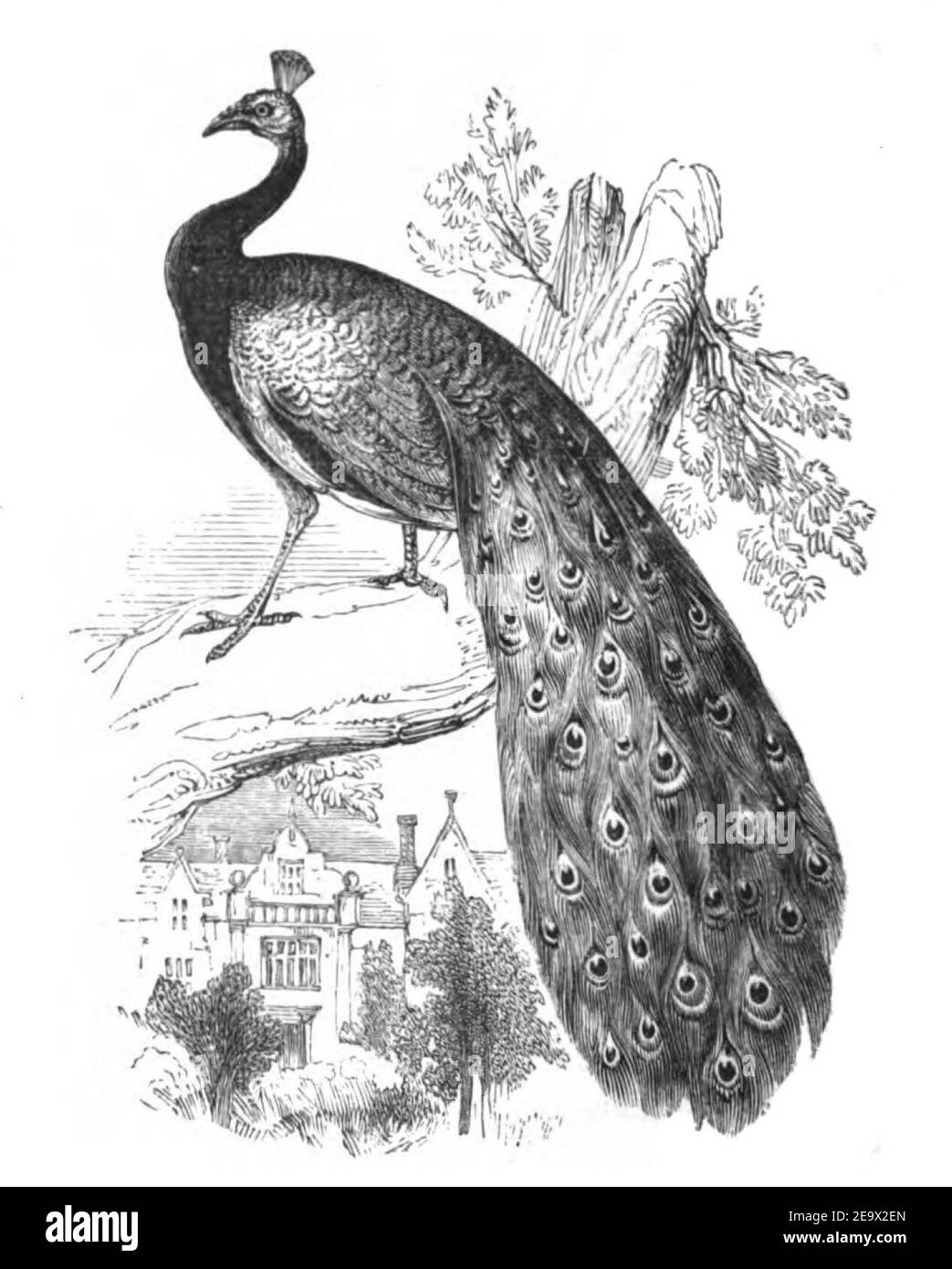 Natural History, Birds - Peacock. Stock Photo