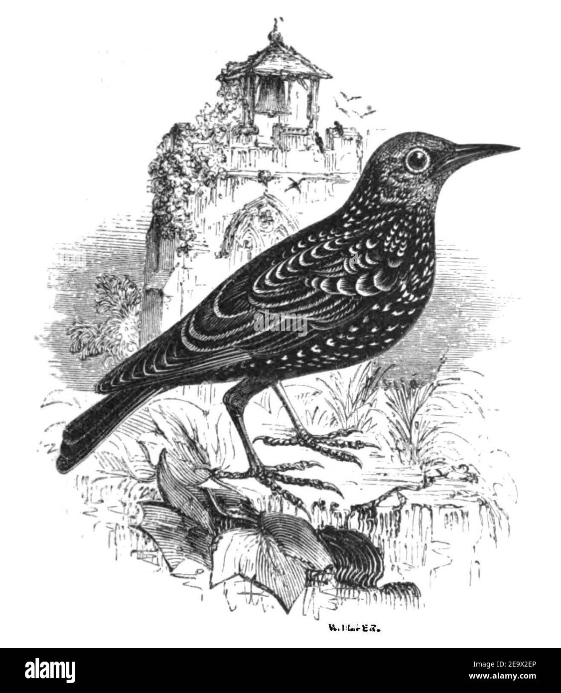 Natural History, Birds - Starling. Stock Photo