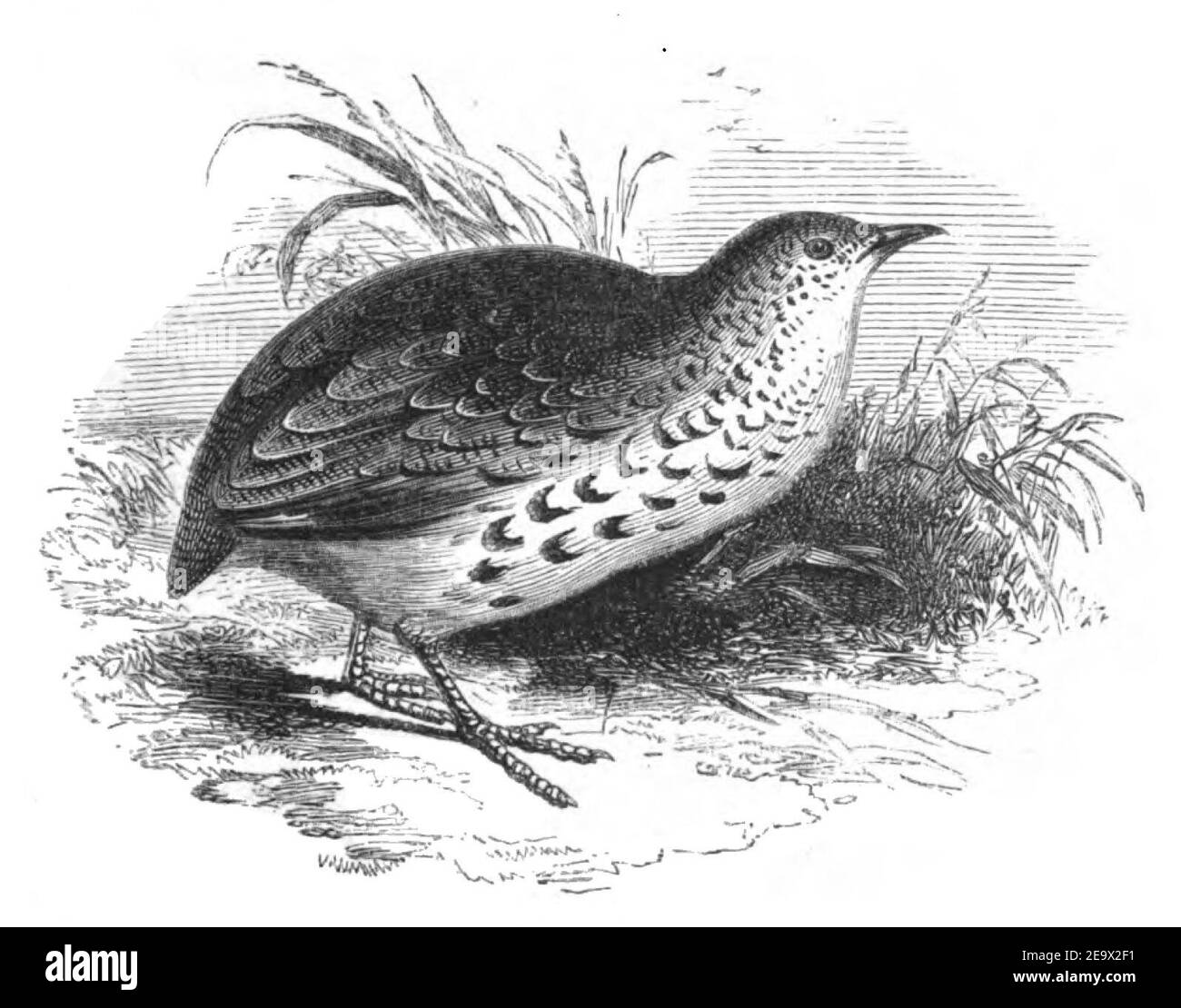Natural History, Birds - Turnix. Stock Photo