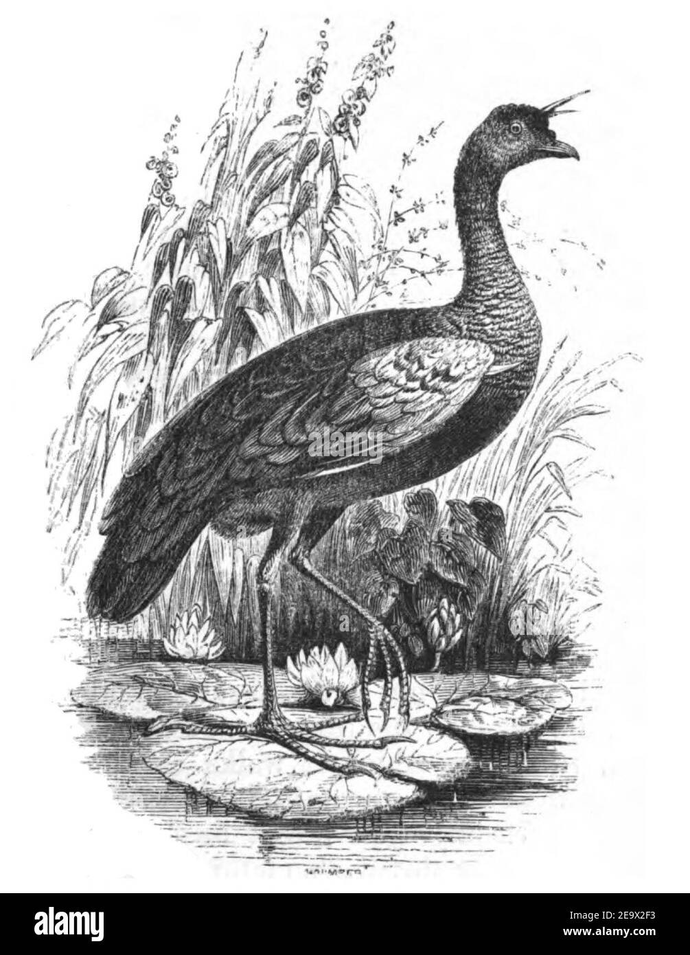 Natural History, Birds - Horned Screamer. Stock Photo
