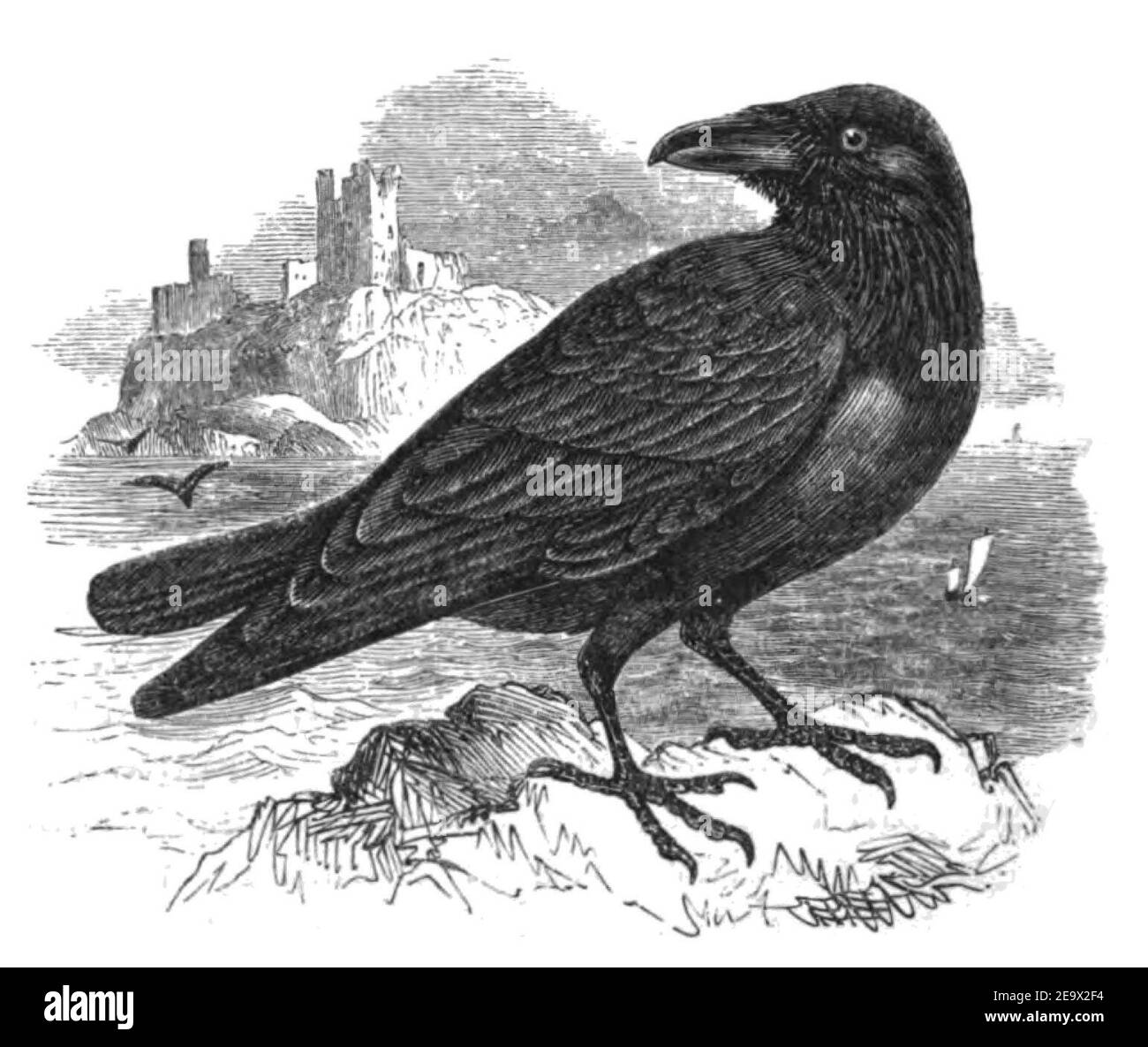 Natural History, Birds - Raven. Stock Photo