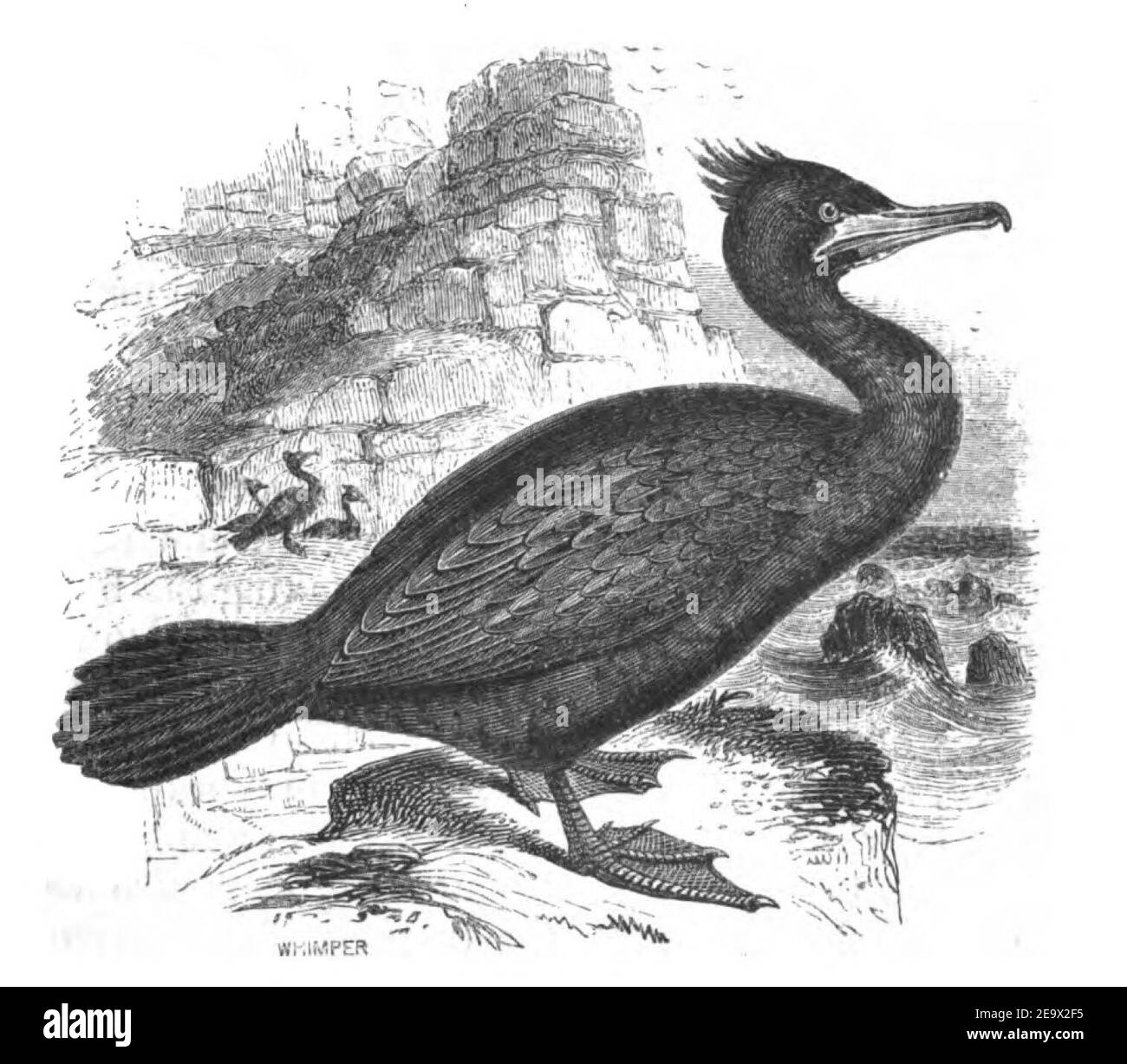 Natural History, Birds - Shag. Stock Photo