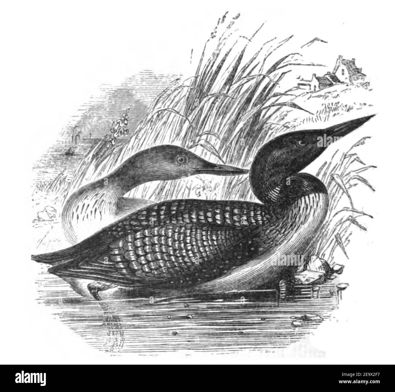 Natural History, Birds - Northern Diver. Stock Photo