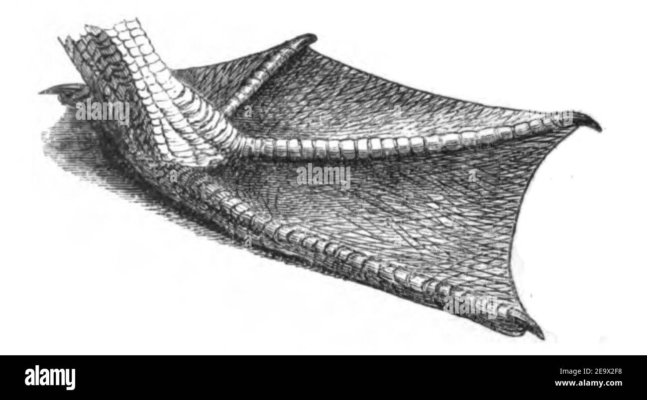 Natural History, Birds - Pelican foot. Stock Photo