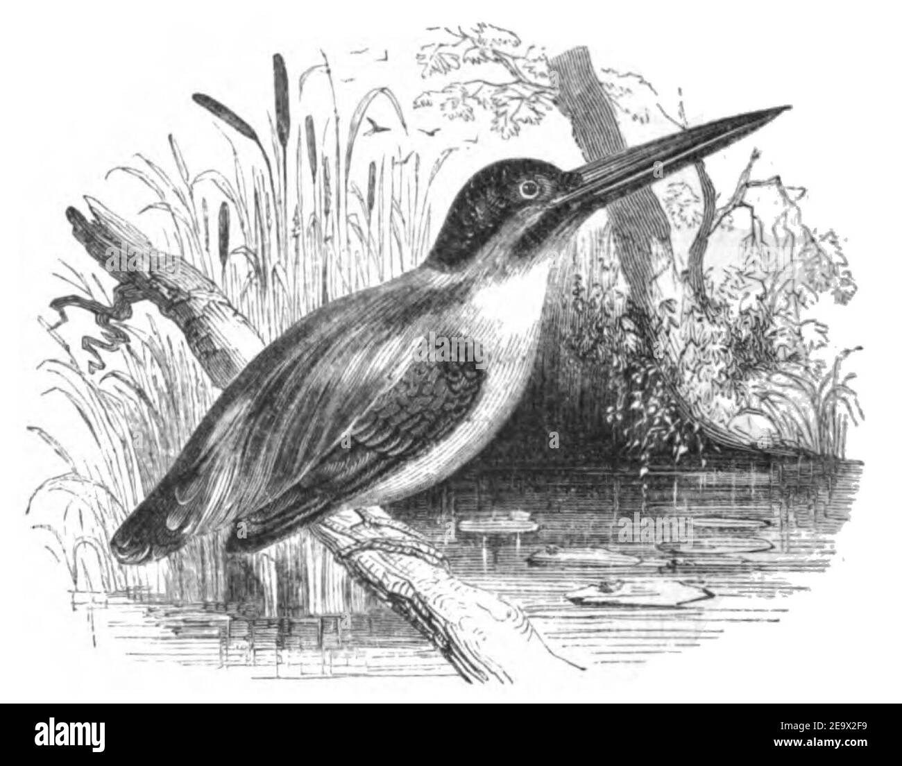 Natural History, Birds - Kingfisher. Stock Photo