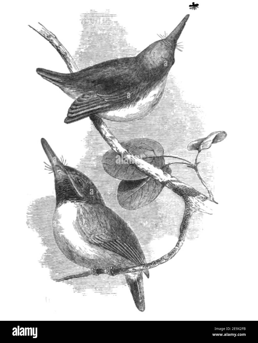 Natural History, Birds - Green Tody. Stock Photo