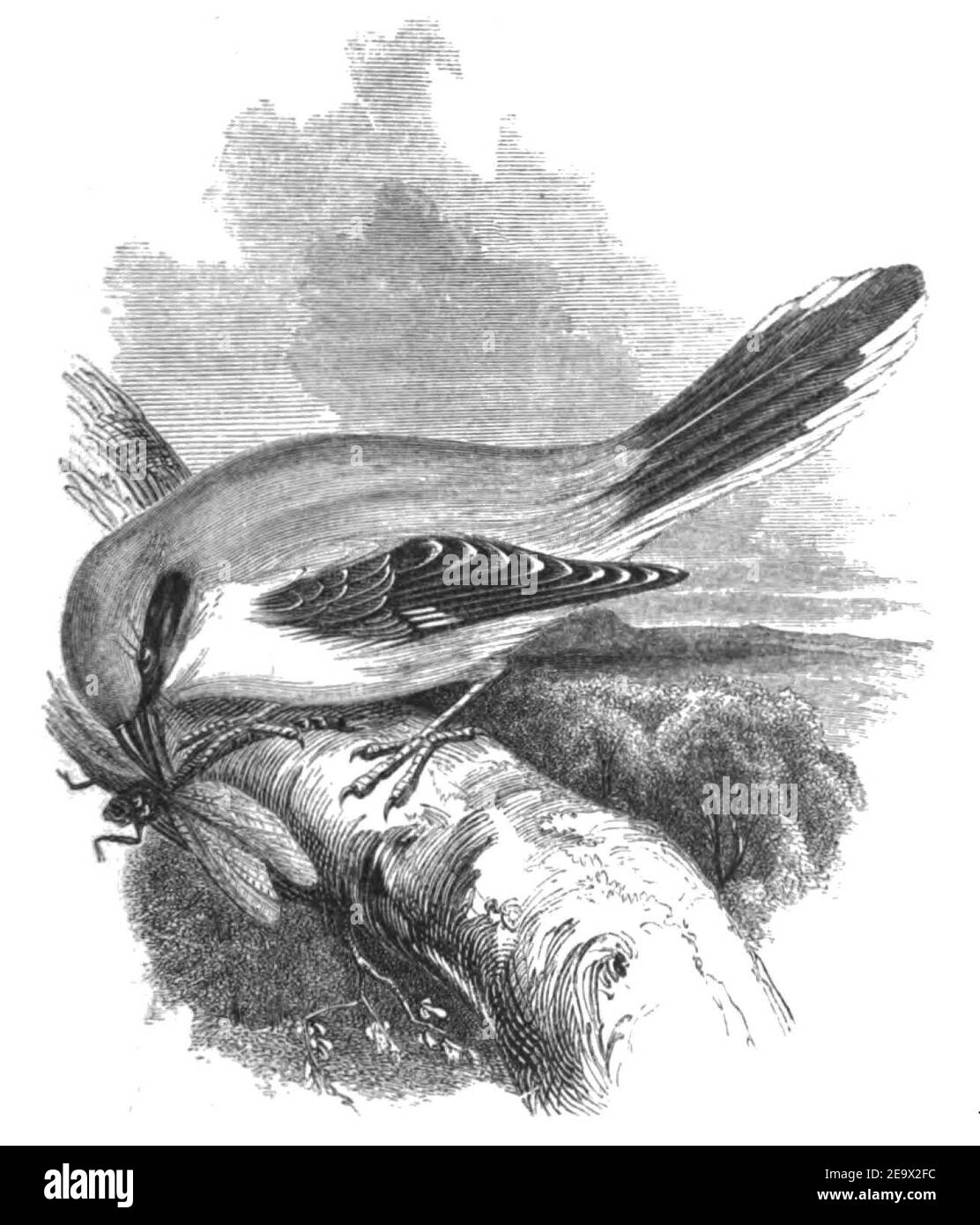 Natural History, Birds - Shrike. Stock Photo