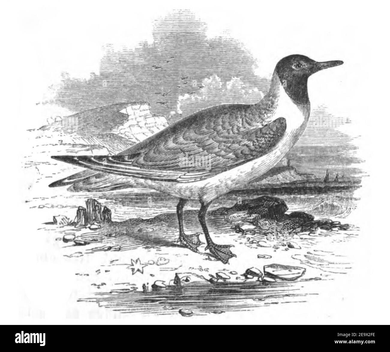 Natural History, Birds - Laughing Gull. Stock Photo