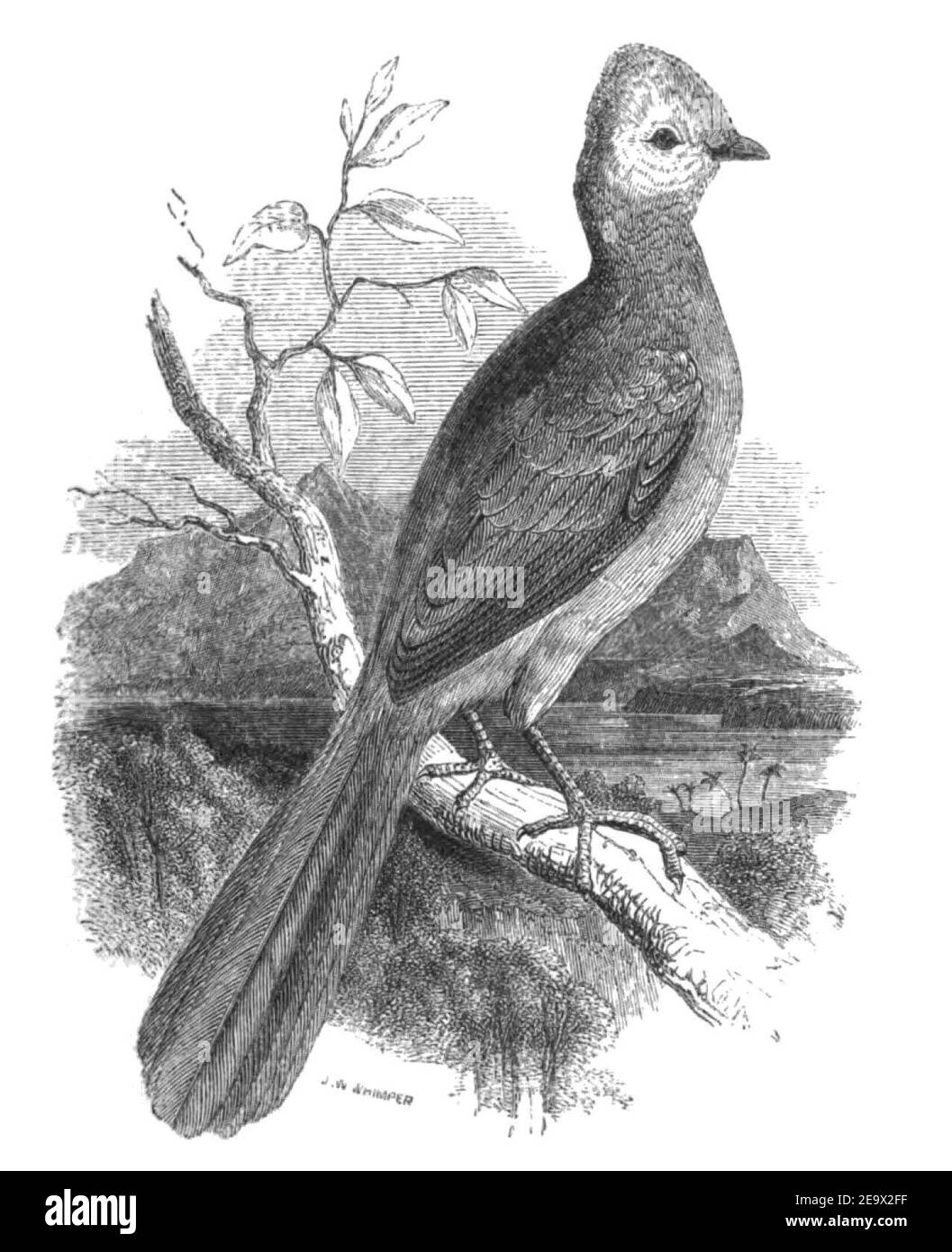 Natural History, Birds - Touraco. Stock Photo