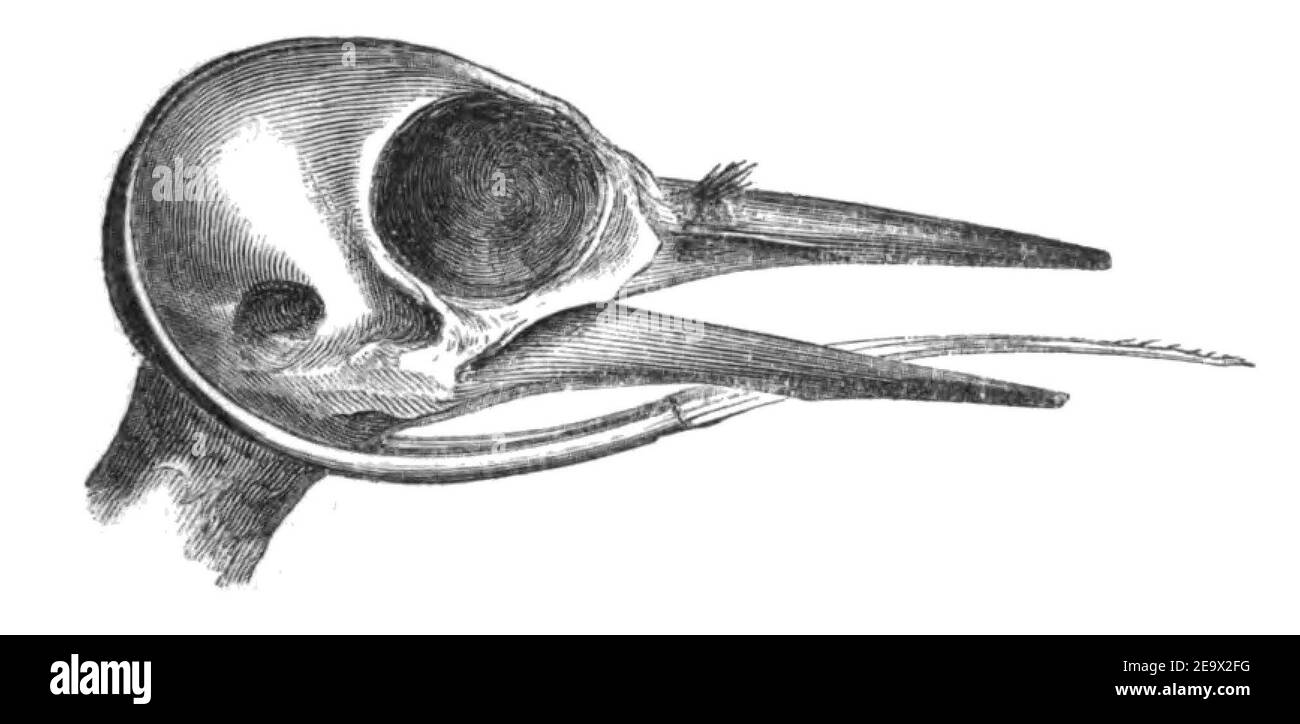 Natural History, Birds - Woodpecker skull. Stock Photo