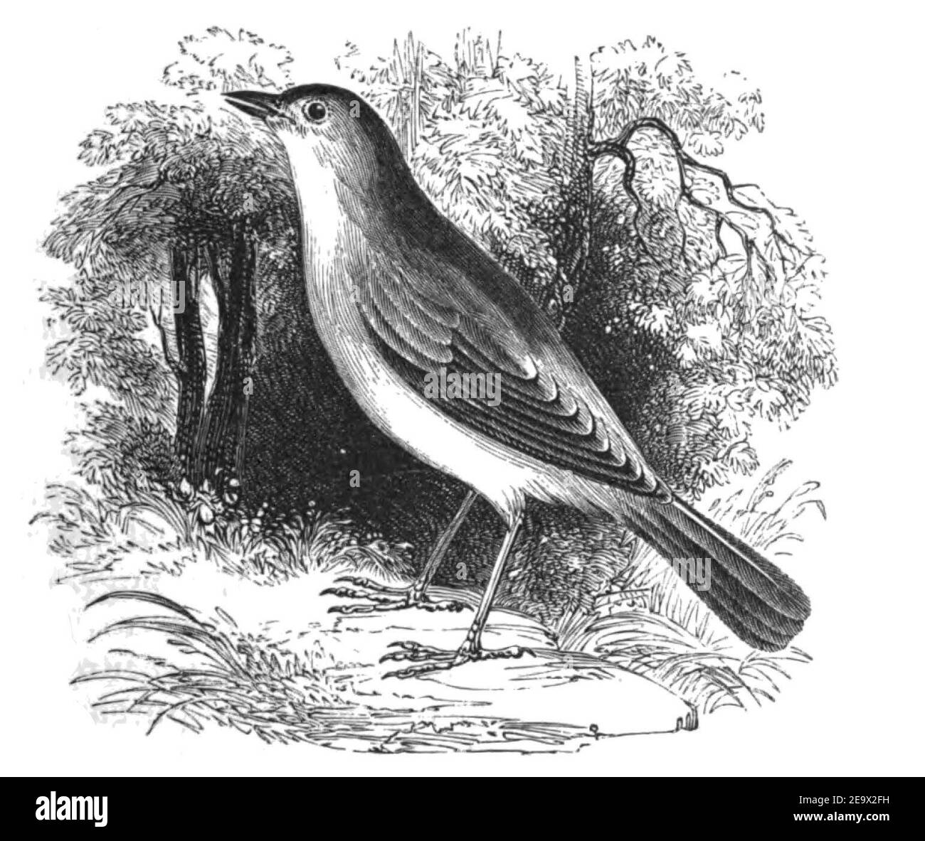 Natural History, Birds - Nightingale. Stock Photo